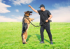 Fetch Your Future: Exploring Accredited Dog Trainer Courses